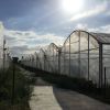 Latest Wind Resistance Strong Structure Greenhouse for Planting