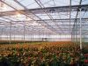 Commercial Galvanized Steel Frame Garden Glass Greenhouse for Tomato