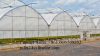 The Cheapest Hot Sale Sainpoly Agricultural/Commercial Plastic Greenhouse