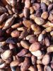 Cocoa Beans