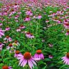 Echinacea Purpurea Extract-4% Chicoric Acid,4%Polyphenols