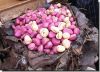 Kola Nut