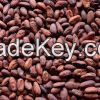 Cocoa Beans