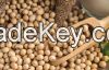 Soybeans