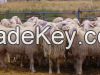 Available quality cattle livestock - Pregnant Heifers - Angus - Hereford - Charolais - Limousin - Simmenthal - Hybrids