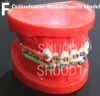 Dental Tooth Model Orthodontic Model for Patient Communication Dental Study