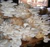 Fresh Mushrooms from T...