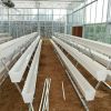 Commercial Hydroponic Nft System For Greenhouse