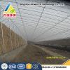Best Quality Single Arch Film Sunlight Greenhouse