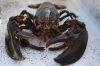 Wild Live Maine Lobster