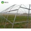 Hot sale tomato vegetable single span invernadero agriculture greenhouse