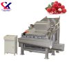 High Quality Automatic Lychee/Longan Peeling/Processing Machine