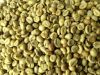 Robusta green coffee beans from Vietnam Factory