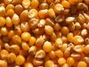 High Rich Quality Yellow Corn / Maize