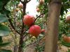Semi-Organic Pomegranate