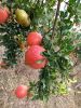 Semi-Organic Pomegranate