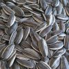 sunflower seeds type 5009