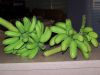 organic bananas