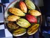 Cocoa beans and powder