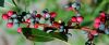 Pistacia Coffee ( Inst...