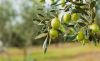 olives