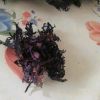 seaweed chondrus crispus /  irish moss / seamoss gracilaria
