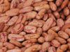 best quality red kidney and sugar beans grains