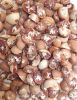 Betel Nuts/Areca Nuts ...