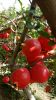 pomegranate plants