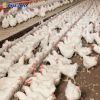 Auto Poultry Chain Feeding Equipment System For Breeder Farm