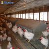 Manual and Automatic Egg Laying Nest / Nesting Box for Poultry Breeder Farm