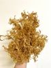 Vietnam 100% Oragnic Natural High Quality Gold Sea Moss from Vietnam