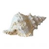 Customized High Quality Incredible promotional exotic brand new sea conch shell from Vietnam
