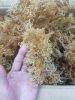 Vietnam High-quality Sea Moss With the good price Serena