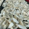 Vietnam Dried Natural White Cuttlefish Bone Bird Food Squid Bone Cuttle Fish Bones Bird Nutrition Supplement
