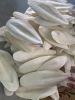 Dried Cuttlefish Bone Made In Vietnam High Quality Supplier 100% Natural Wholesale Seafood