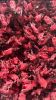 Top grade dried hibiscus flowers for sale in bulk quantity with good price from Vietnam