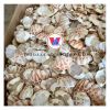 DRIED CRAB SHELL FOR MAKING DECORATION/ PLATES IN RESTAURANT WITH LOW PRICE AND HIGH QUALITY