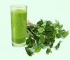 VIETNAM FISH MINT POWDER ORGANIC HERBAL EXTRACT FOR SUPPLEMENTS AND BEAUTY USES