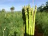 GOOD QUALITY from NATURAL // BEST PRODUCT FOR YOU // PREMIUM FROZEN ASPARAGUS FOR MEAL // BEST CHEAP from VIETNAM