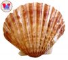 VIETNAMESE NATURAL  SCALLOP/SEASHELLS FOR DECORATION, HANDCRAFTED ART, JEWELRY