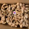 FRESH VIETNAMESE GINGER ROOT - NATURAL FLAVOR AND NUTRITIONAL BENEFITS - HIGH QUALITY 