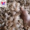 FRESH VIETNAMESE GINGER ROOT - NATURAL FLAVOR AND NUTRITIONAL BENEFITS - HIGH QUALITY 