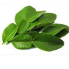 BEST FROZEN LEMON LEAF FOR HERBAL TEAS & DISHES / SUPERIOR AROMA / COMPETITIVE PRICES / MADE IN VIETNAM