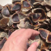PREMIUM MUREX OPERCULUM SHELLS / FOR CRAFTING AND DISPLAY / MADE IN VIETNAM