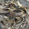 PREMIUM MUREX OPERCULUM SHELLS / FOR CRAFTING AND DISPLAY / MADE IN VIETNAM