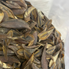 PREMIUM MUREX OPERCULUM SHELLS / FOR CRAFTING AND DISPLAY / MADE IN VIETNAM