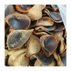 PREMIUM MUREX OPERCULUM SHELLS / FOR CRAFTING AND DISPLAY / MADE IN VIETNAM