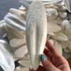 FRESH CUTTLEFISH BONE / RICH IN NATURAL CALCIUM / MADE IN VIETNAM