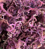 GOLD & PURPLE SEA MOSS / VIETNAMESE DRIED SEAWEED, AVAILABLE WITH OR WITHOUT SALT / MADE IN VIETNAM